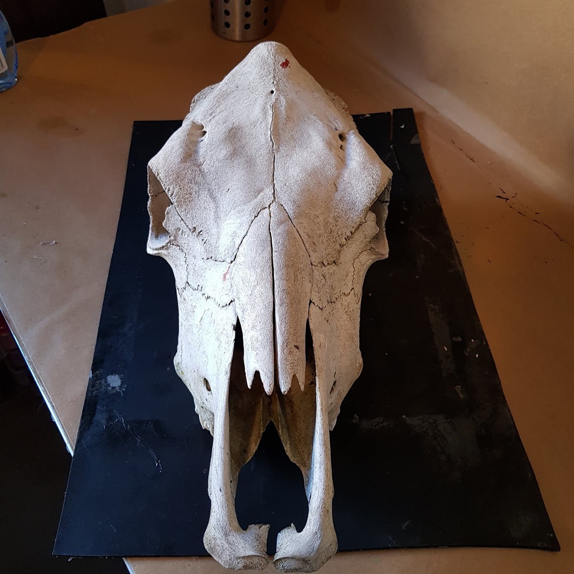 Cow Skull Art (2).jpg