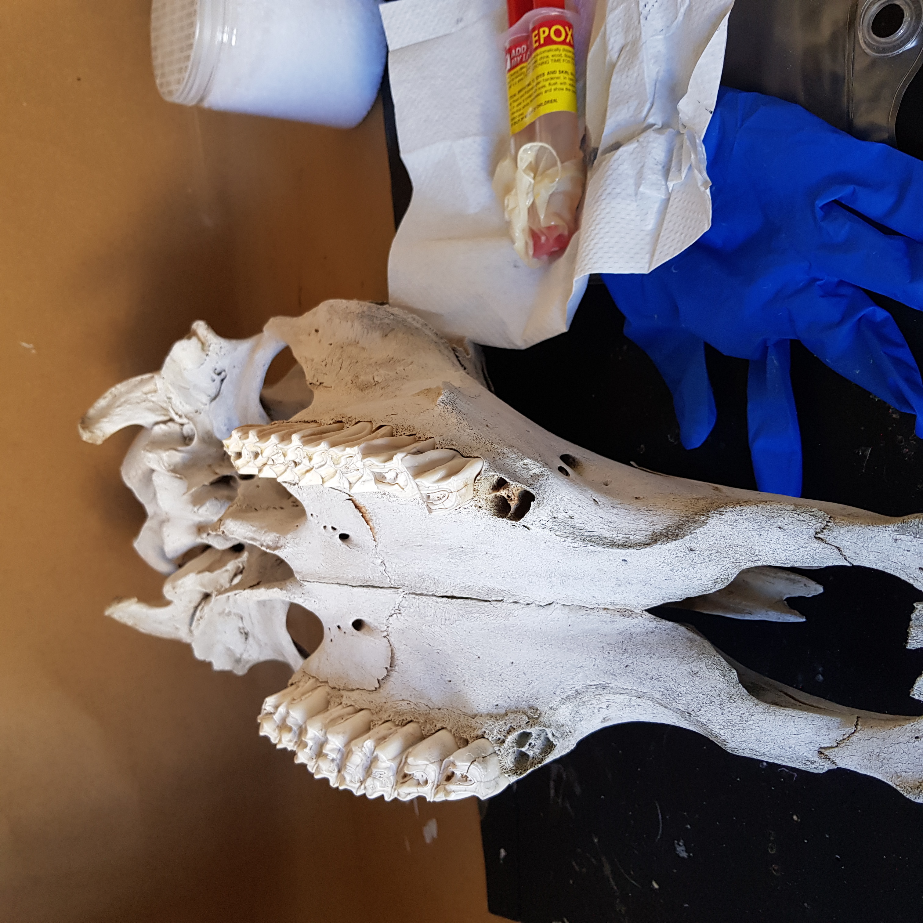 Cow Skull Art (3).jpg