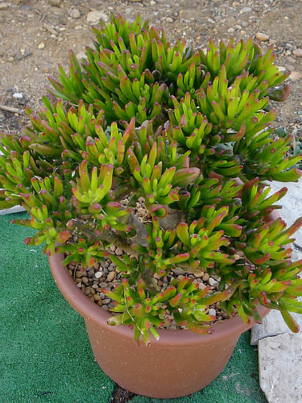 Crassula-ovata-Gollum.jpg