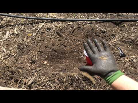 Creative Way to Plant Carrots (and radishes) with Coffee Grounds