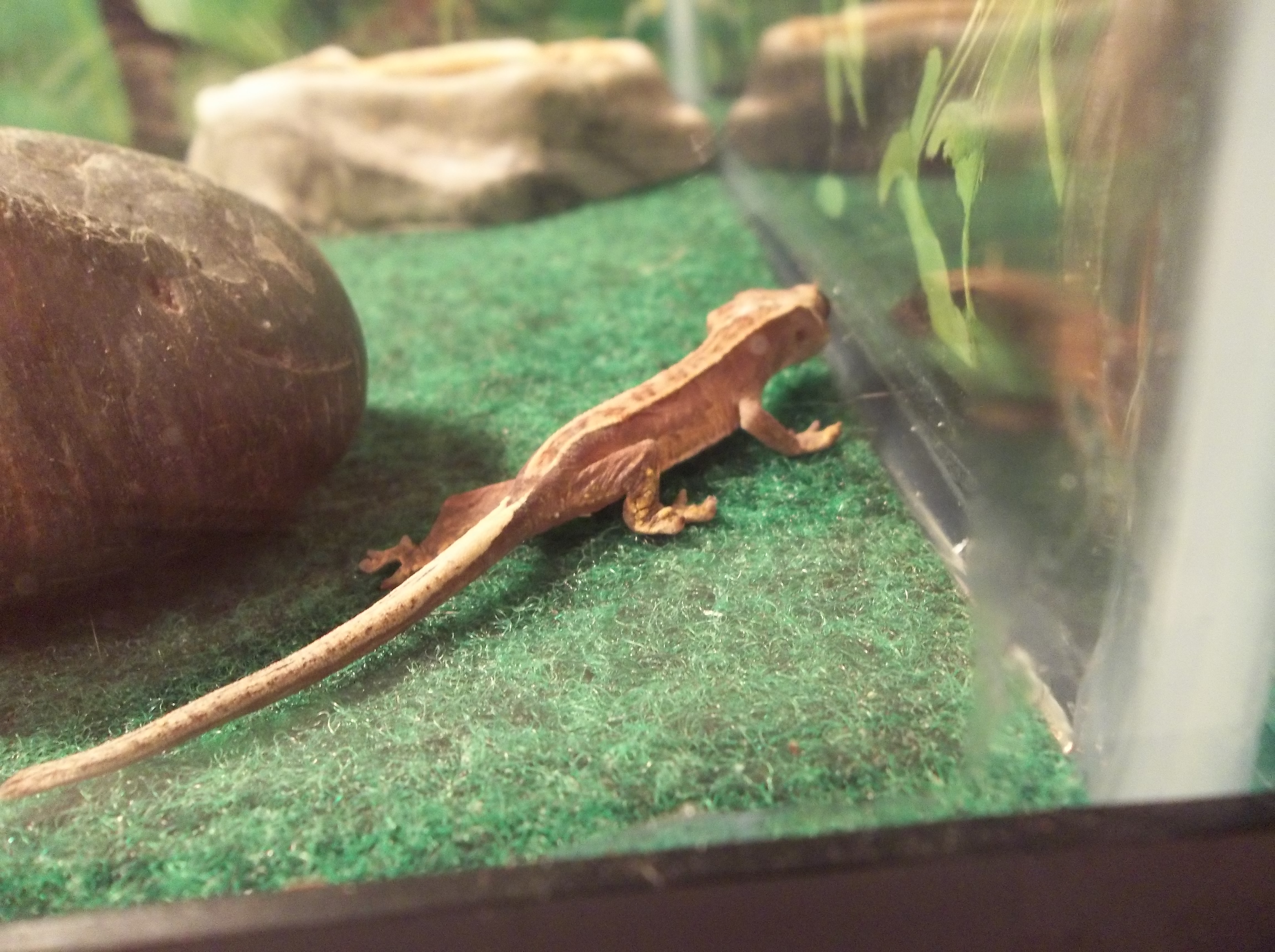 Crested Gecko Pics 011.jpg