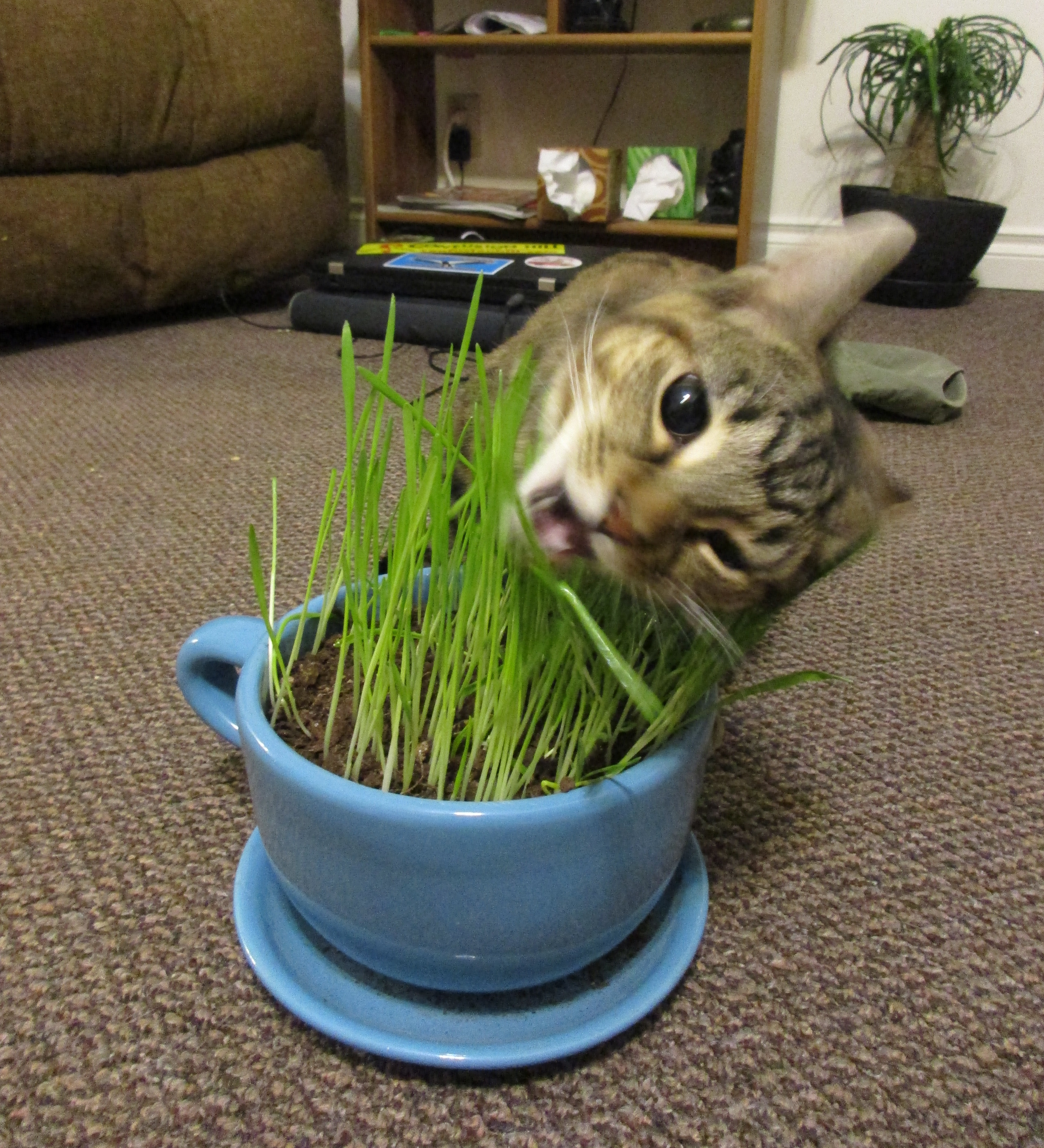 Cricket eating grass.jpg