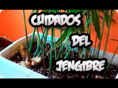 Cultivo Del Jengibre En Maceta Cuidados Y Riego || La Huertina De Toni