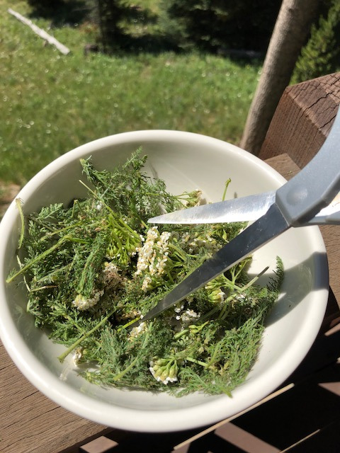 Cutting Yarrow.JPG