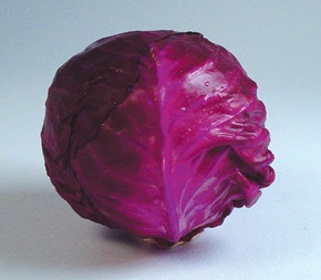 D:\Mis im&aacute;genes\red cabbage.jpg