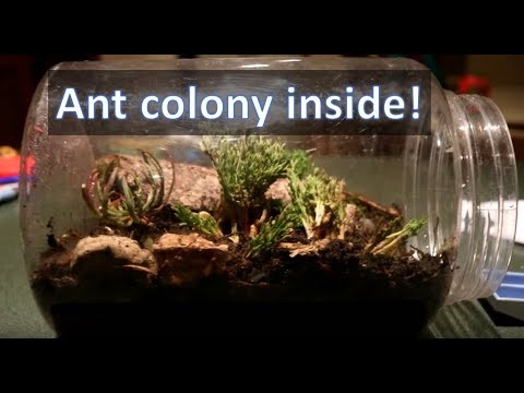 DIY BIG ETERNAL TERRARIUM!