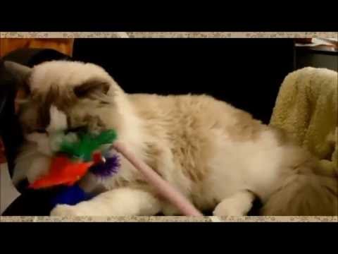 DIY Cat Toys &amp;quot;Tickle Tinkle&amp;quot; Feather Cat Pounce Toy