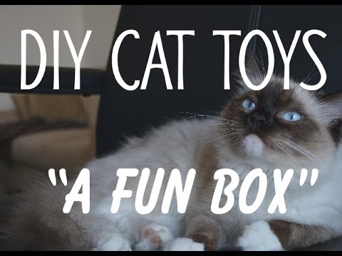 DIY Cat Toys. &amp;quot;A Fun Box&amp;quot;. Make your cat happy,