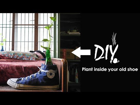 DIY Indoor planting setup using our Old Shoe