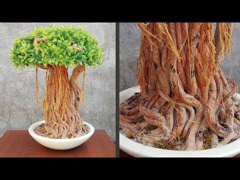 DIY banyan tree / bonsai tree