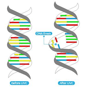 DNA-UVC-DAMAGE-1.jpg