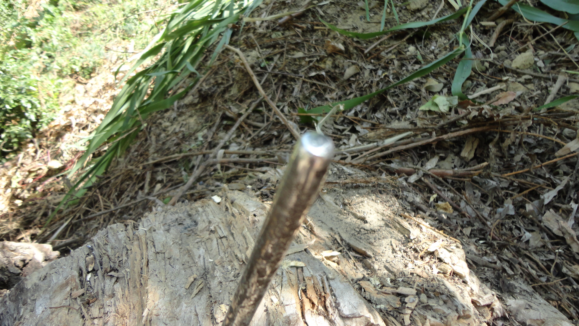 DSC01020.JPG
