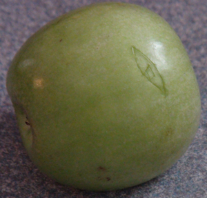DSC02028.JPG