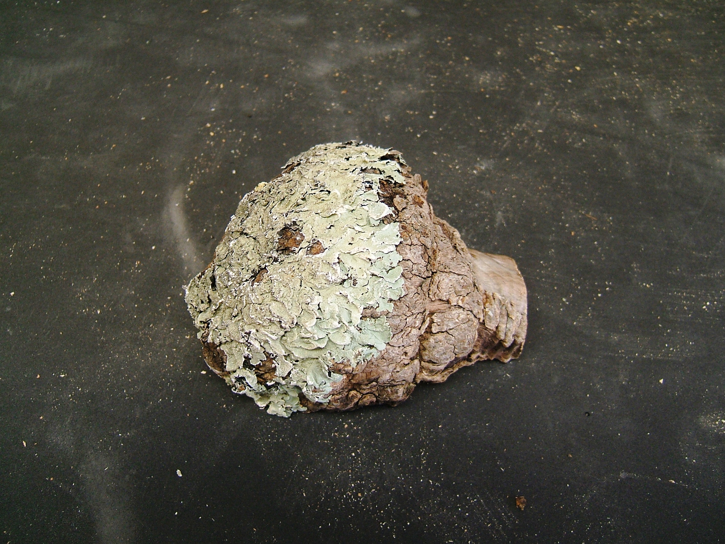 DSCF0337.JPG