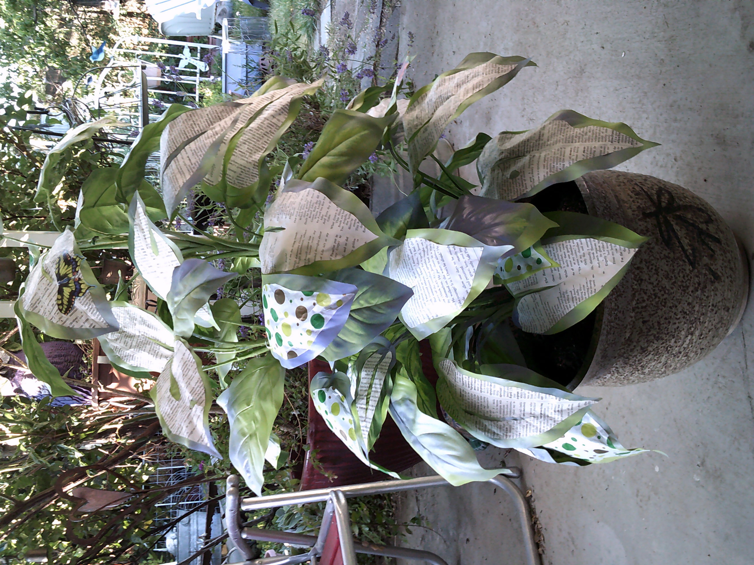 DSCF0594.JPG