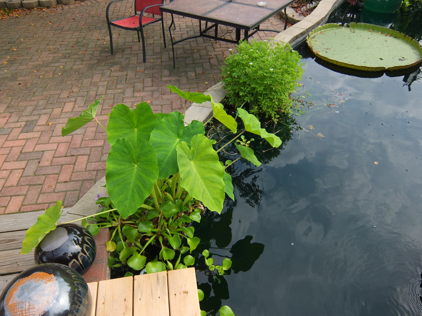 DSCF7351.JPG