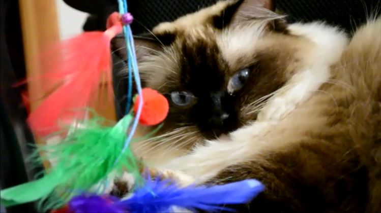 Daisy Blue Ragdoll playing with cat toy screenshot.JPG