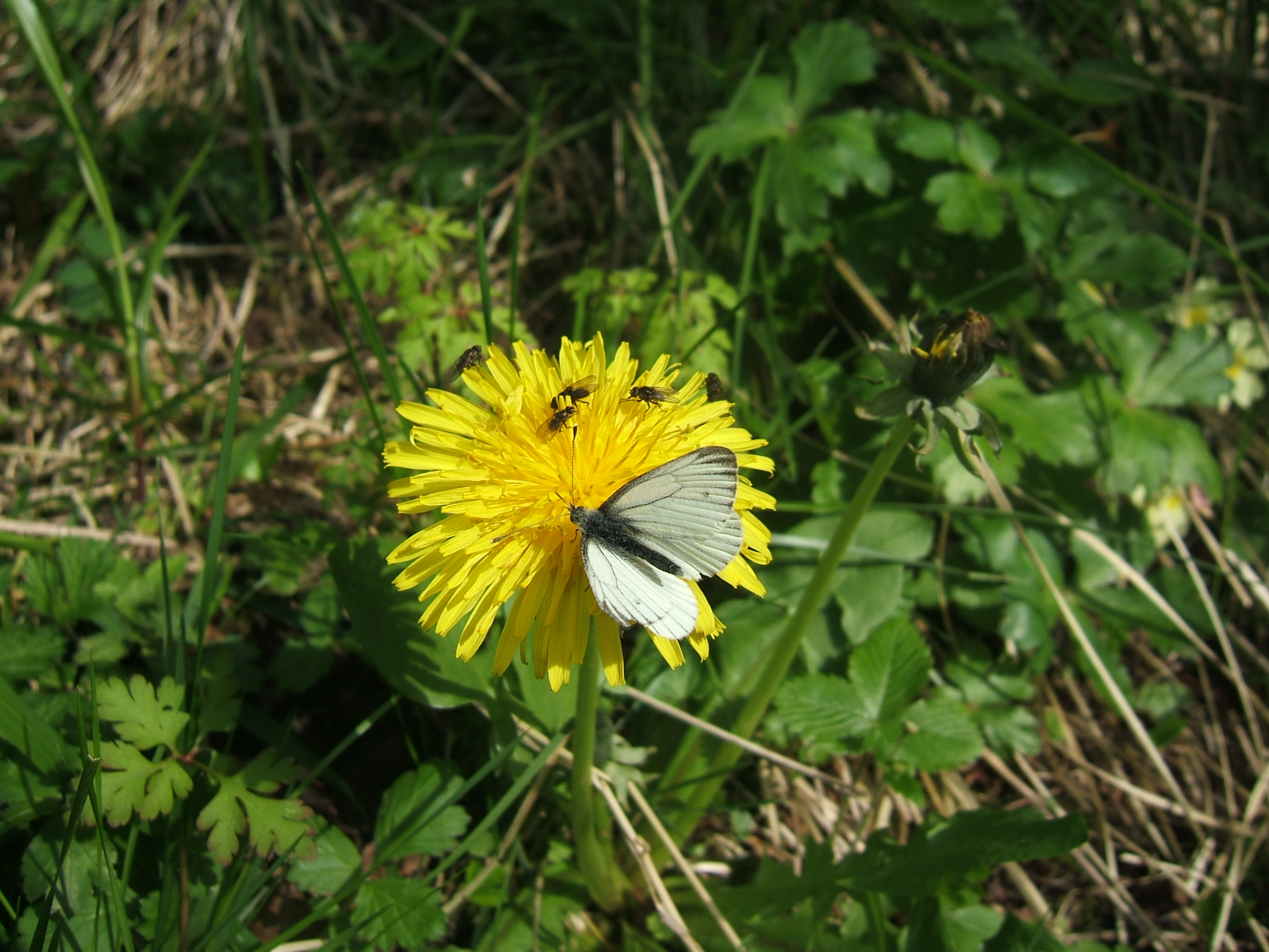 Dandelion 3.jpg