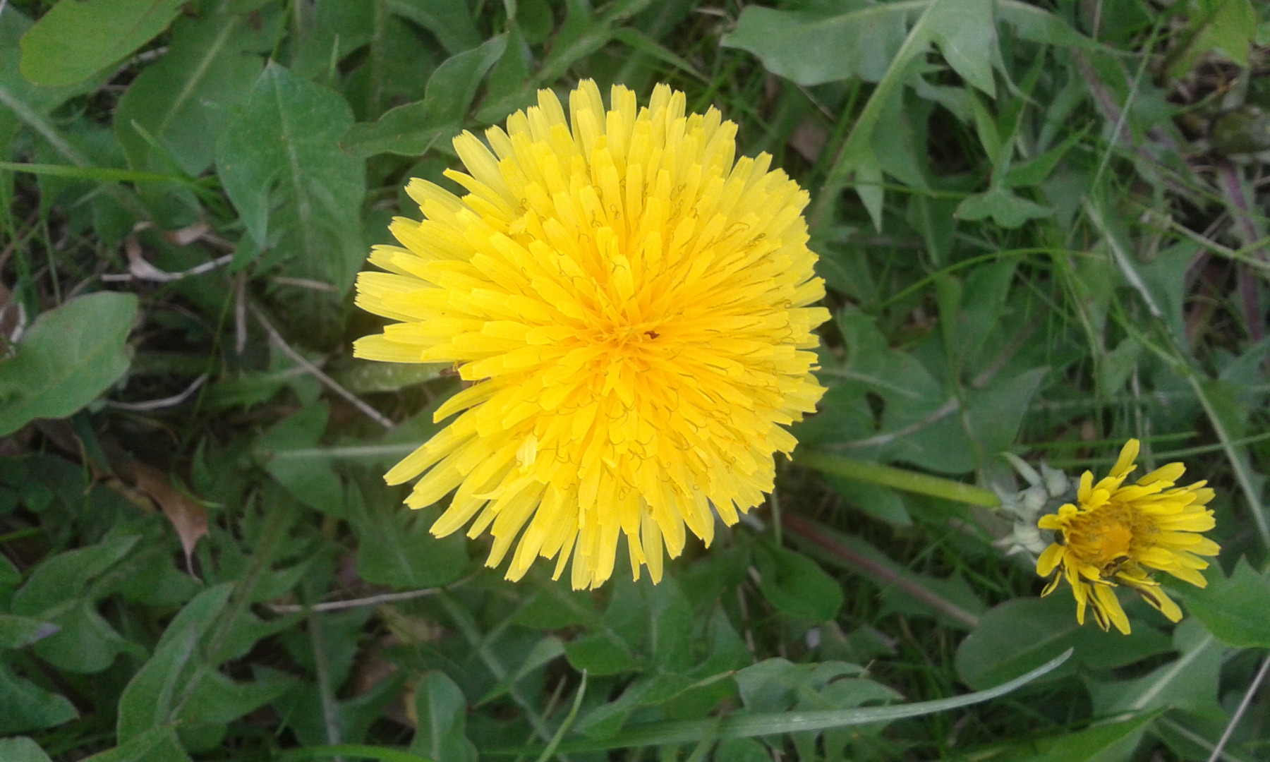 Dandelion.jpg