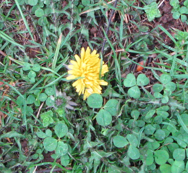 Dandilion Clover in Grass-Dutch Dying Eggs 4-15-14.JPG