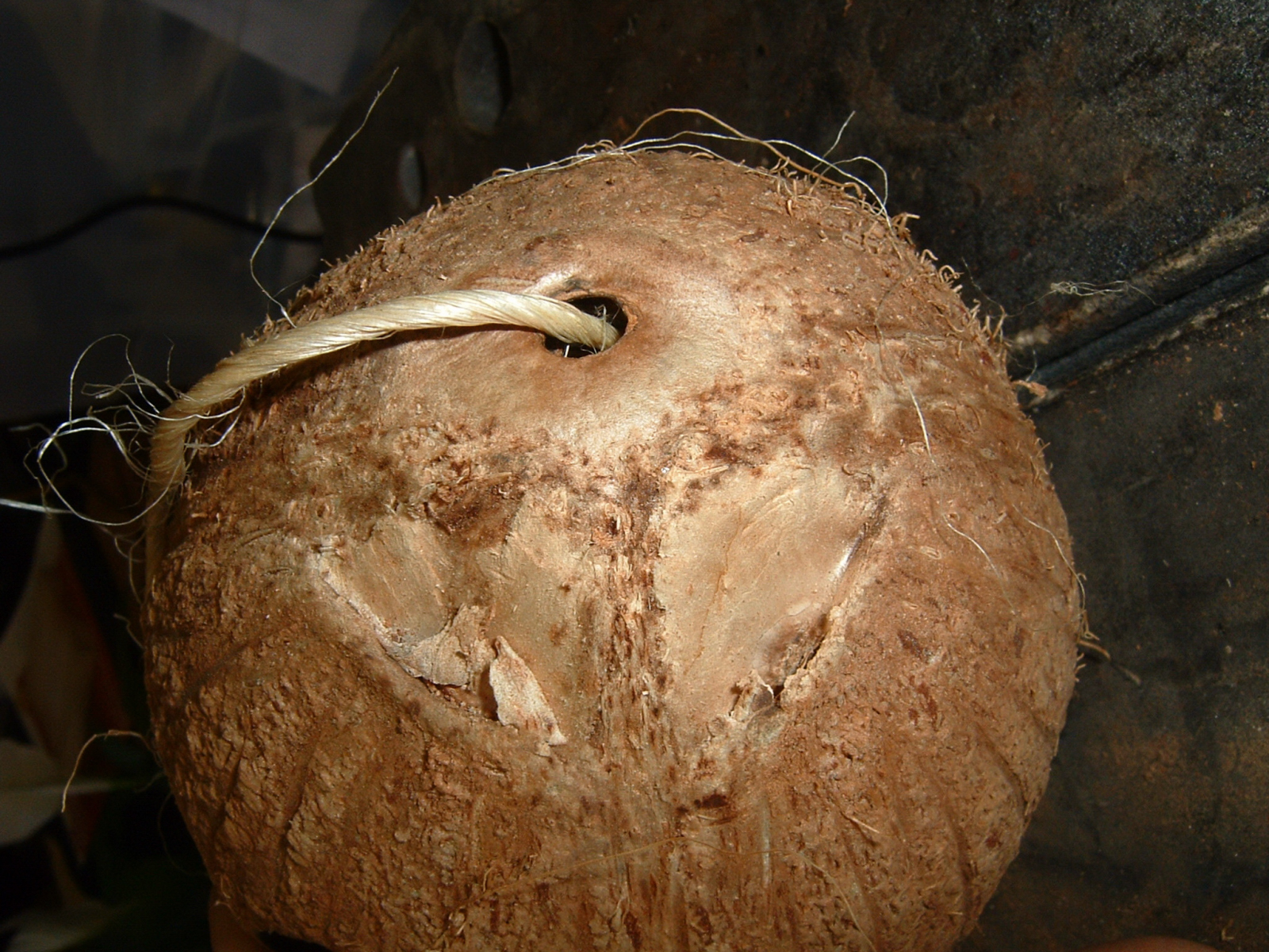 Day 273 - Project Coconut Birdhouse 03.JPG