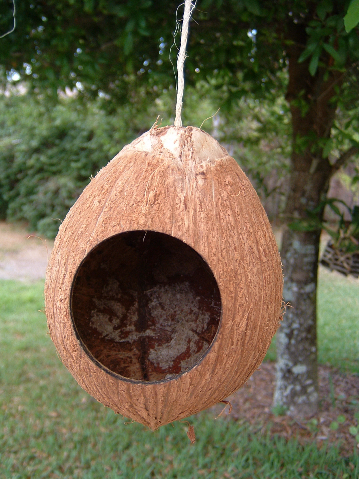 Day 273 - Project Coconut Birdhouse 05.JPG