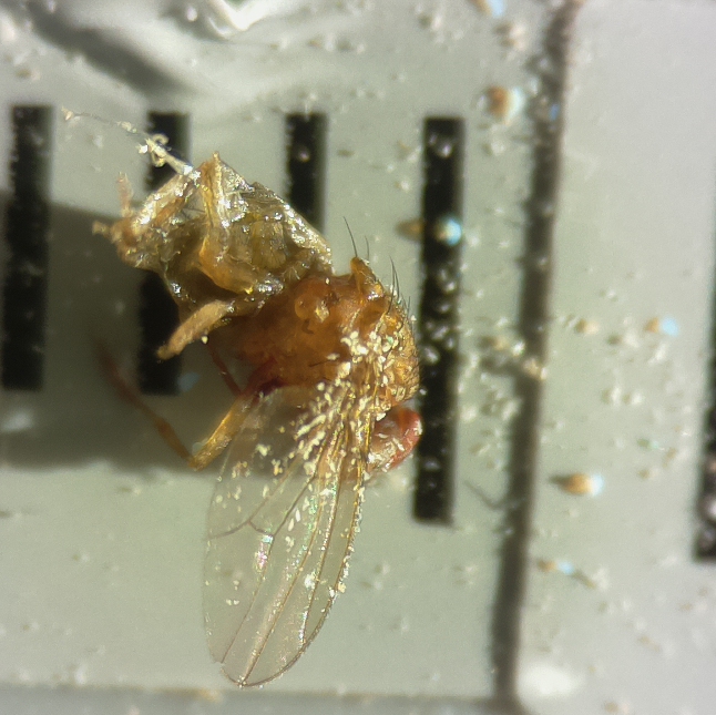 Dead fruit fly5.jpg