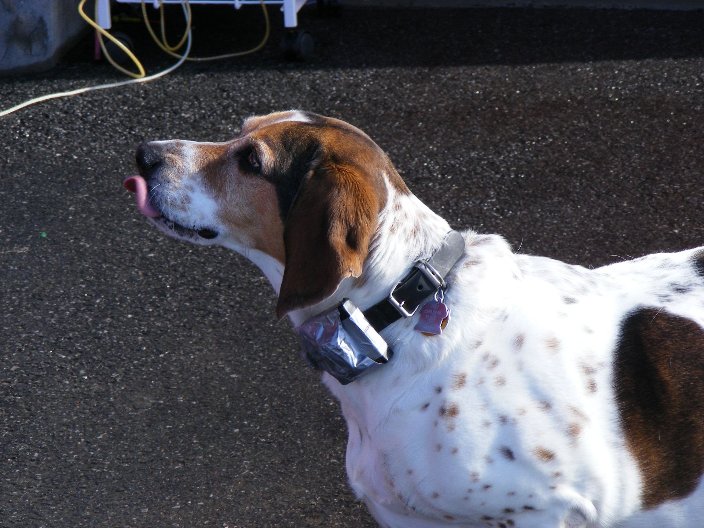 Deaf Dog 00 Rusty collar.jpg