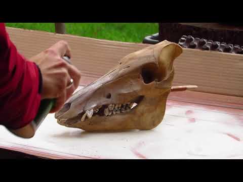 Death of Rats - Discworld Halloween Decoration