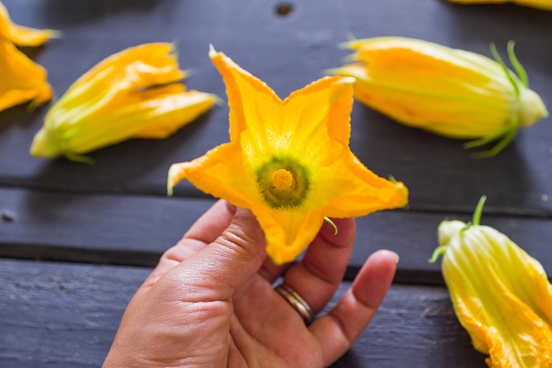 Deep Fried Squash Blossom_Resize (6).jpg