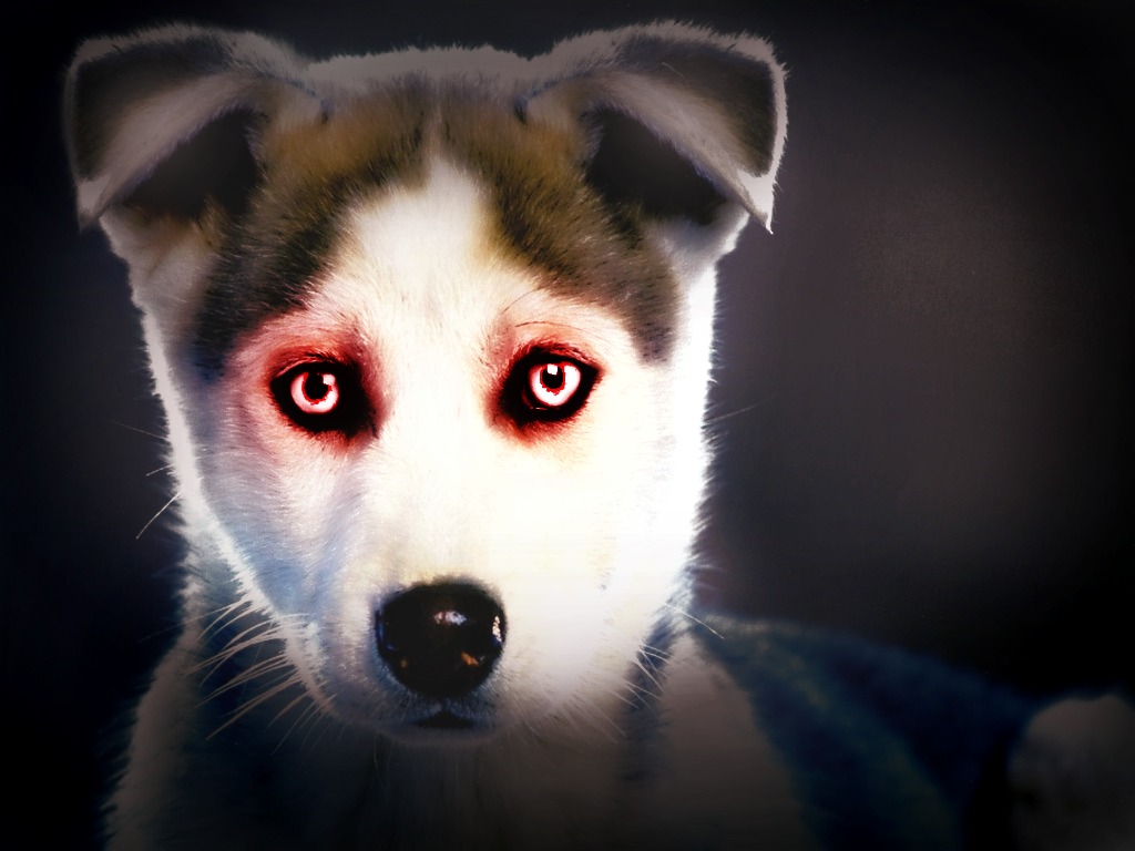 DemonDog.jpg