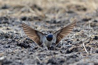 Denmark-Barn-Swallows-in-the-mud2.jpg