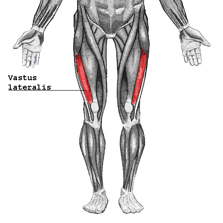 DiagramOfVastusLateralis[1].png