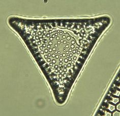 Diatom triangle w circle center.jpg