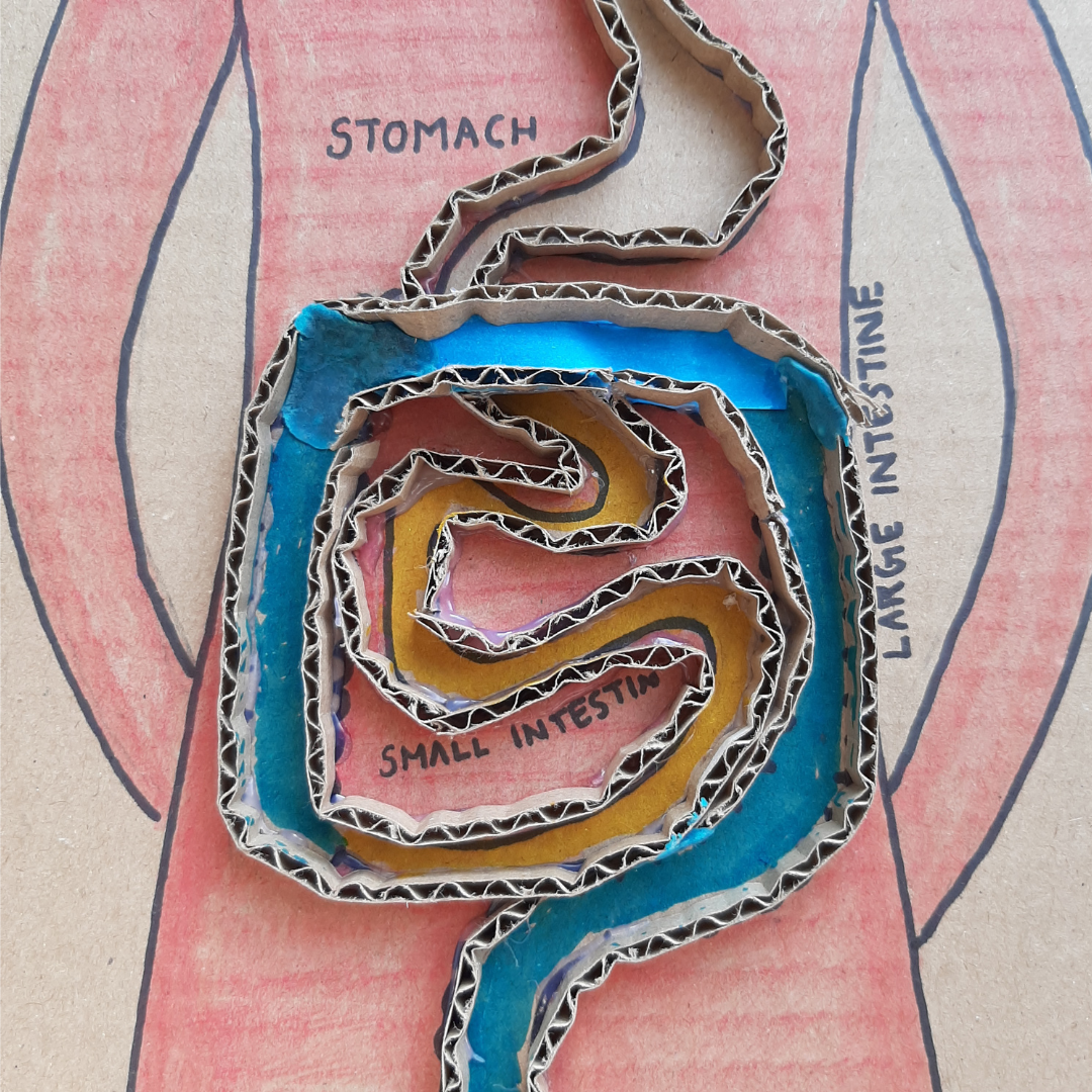 Digestive System Cardboard (2).png