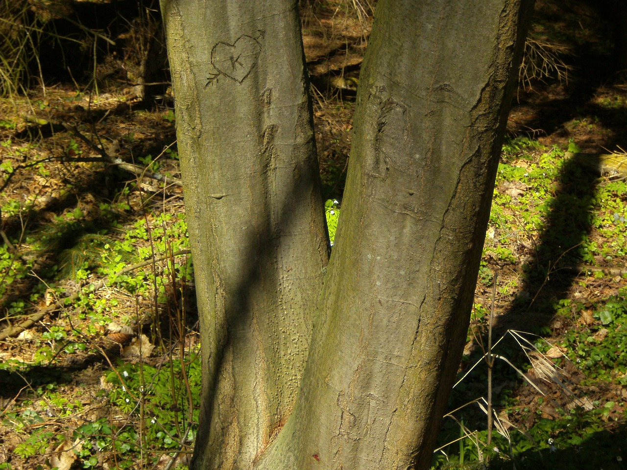 Digital Arborglyph.jpg