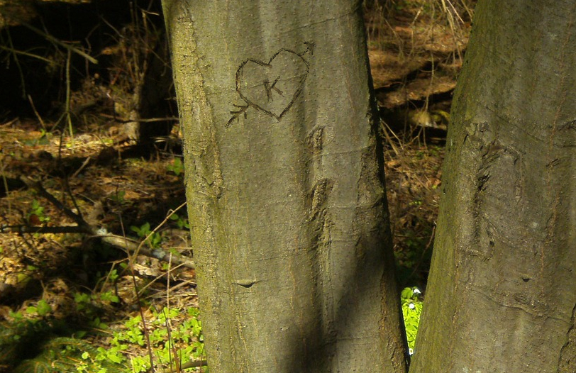 Digital Arborglyph1.jpg