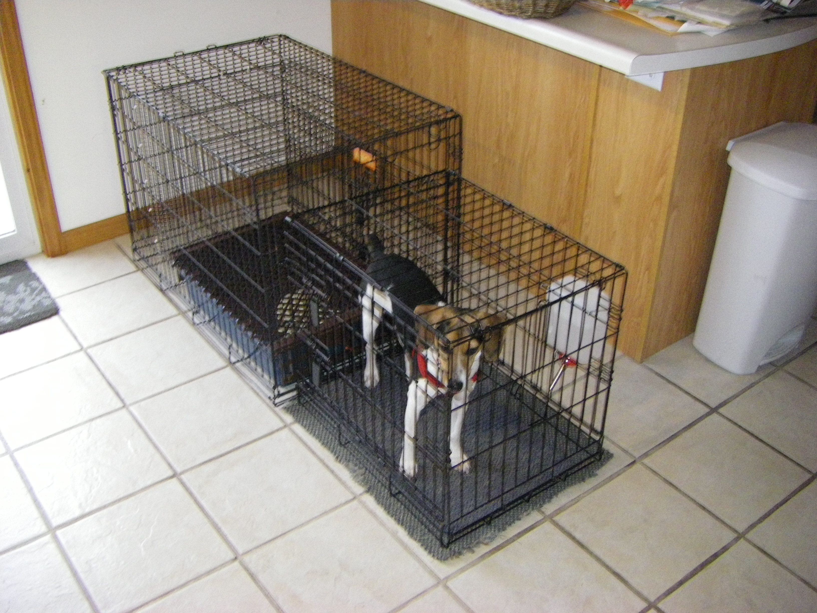 Dog Potty 009.jpg