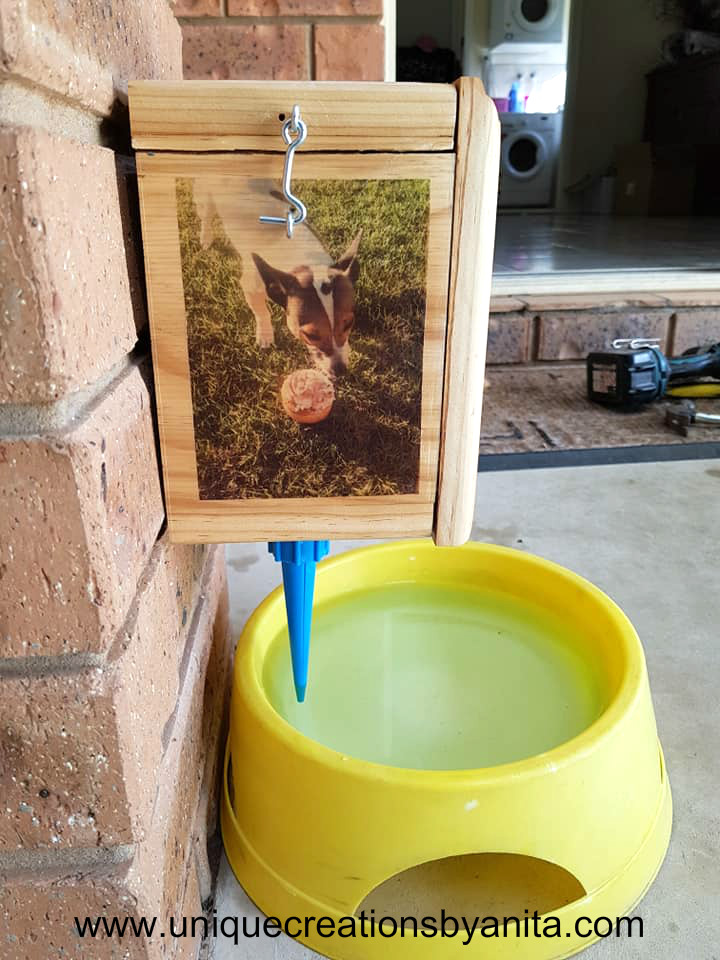 Dog auto feeder 1.jpg