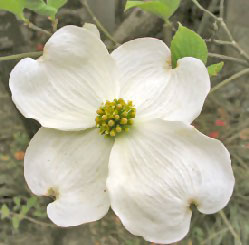 Dogwood Flower.jpg