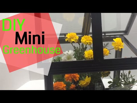 Dollar Store Gardening: Gorgeous Mini Greenhouse from $1 Picture Frames