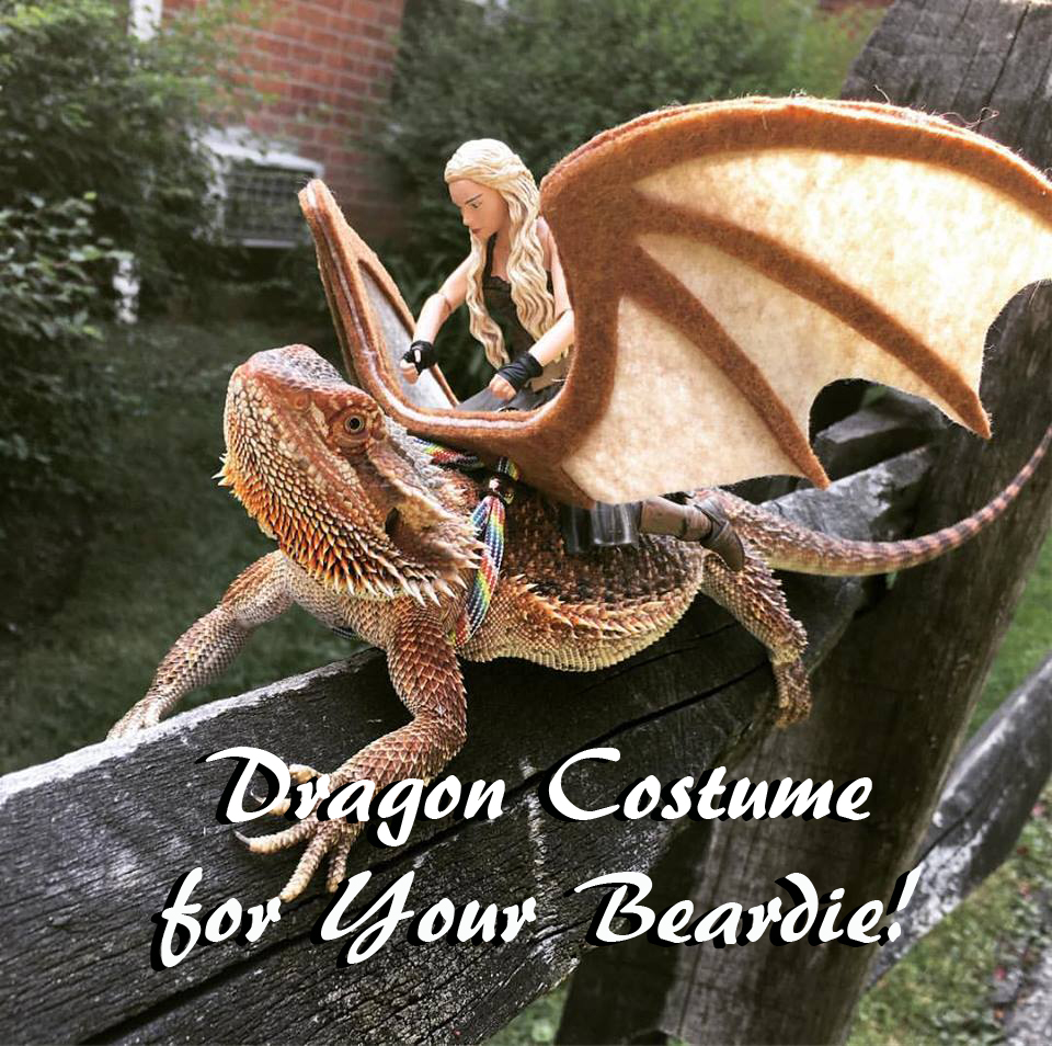 Drogon Costume.jpg