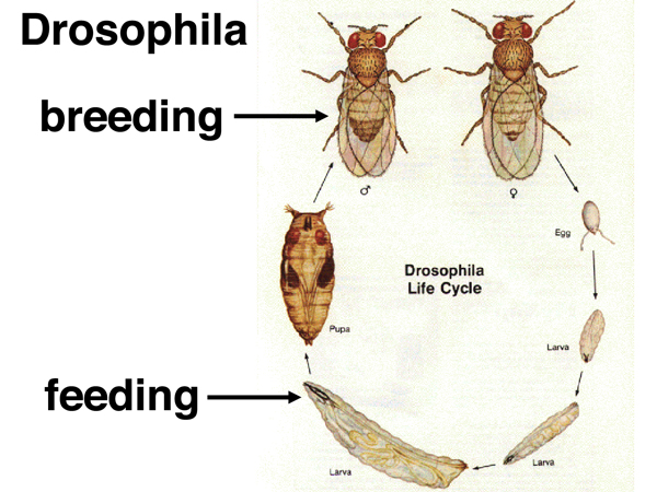 Drosophila_cycle.jpg