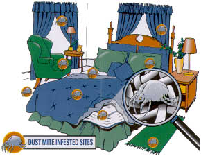 Dust-Mite-Infested.jpg