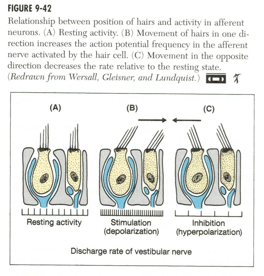 Ear 2.jpg