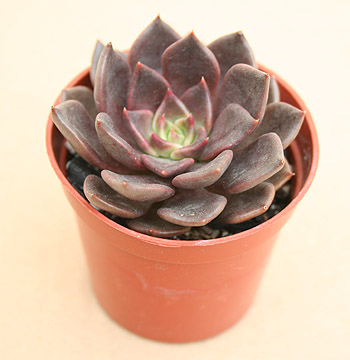 Echeveria Instructable Example.jpg