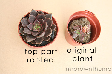 Echeveria Instructable Part 2.jpg