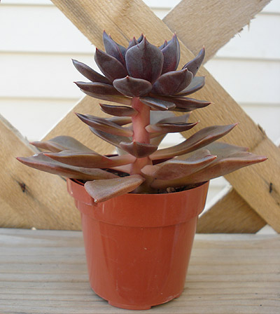 Echeveria Instructable Part1.jpg