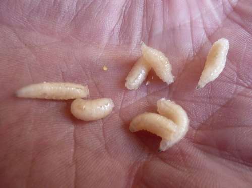 Eco-friendly-Maggots-FREE-BAIT-Natural-Food.jpg