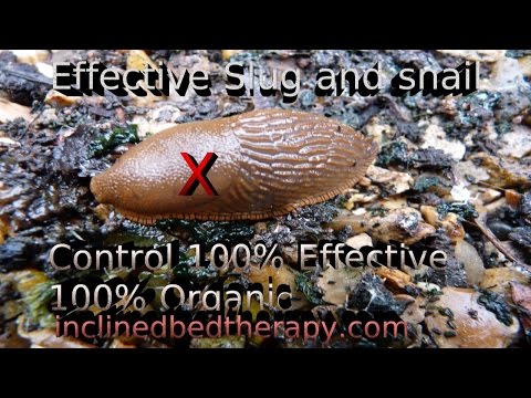 Effective Slug and Snail Cider / Beer Trap For Organic Gardens. Say No To Slug Pellets!